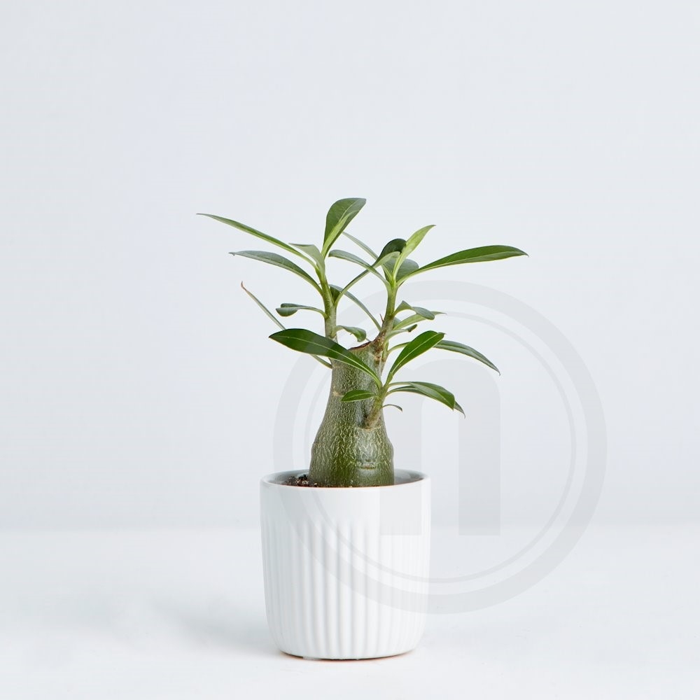 Adenium mini - Ørkenrose .