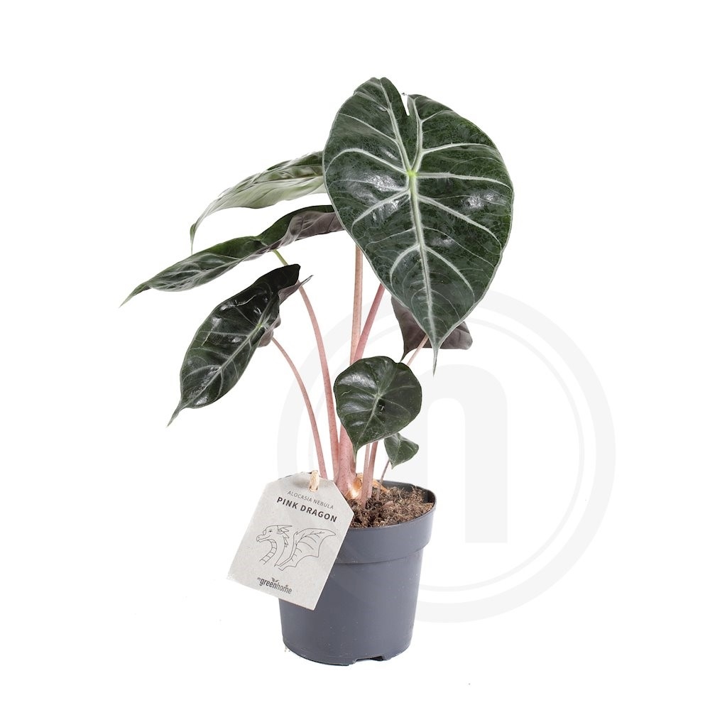 Alocasia Pink Dragon Ø11 cm