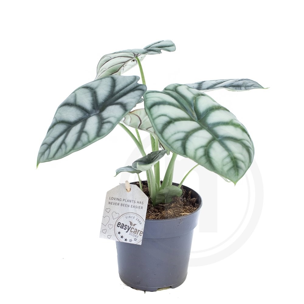 Alocasia Silver Dragon