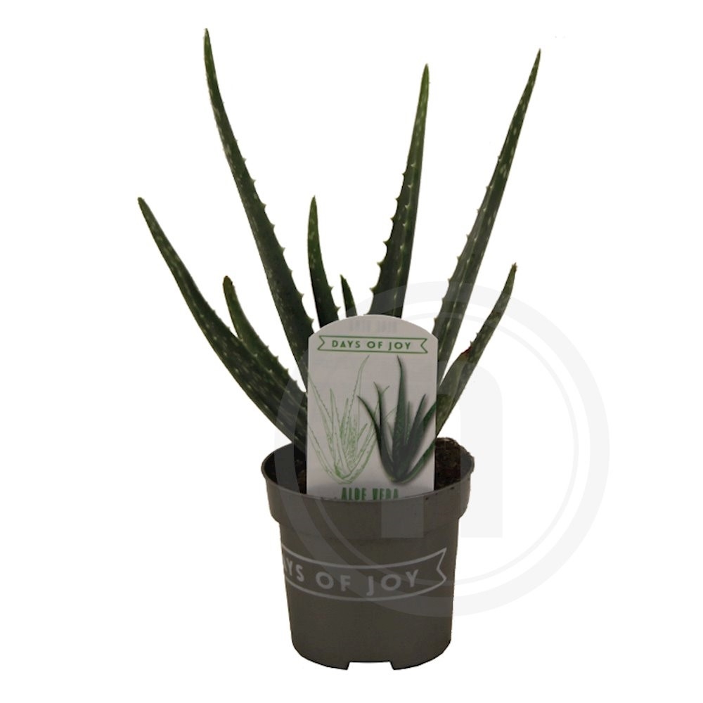 Aloe Vera plante .