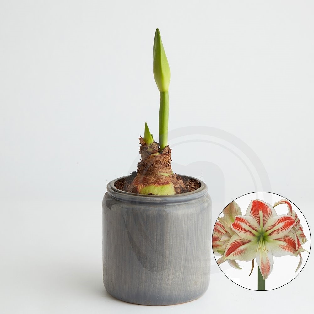 Amaryllis Amorice