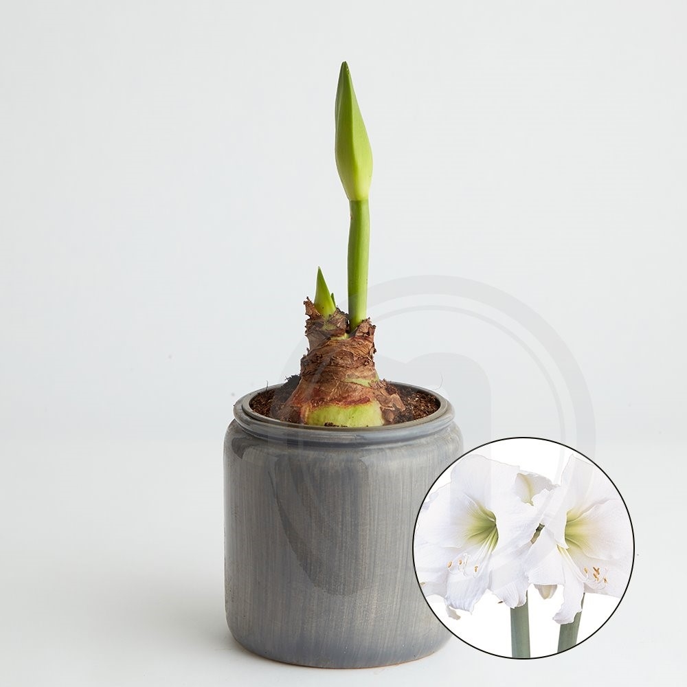 Amaryllis Intokazi