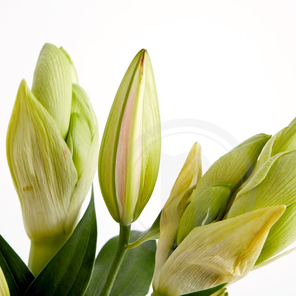 Amaryllis og Lilje buket