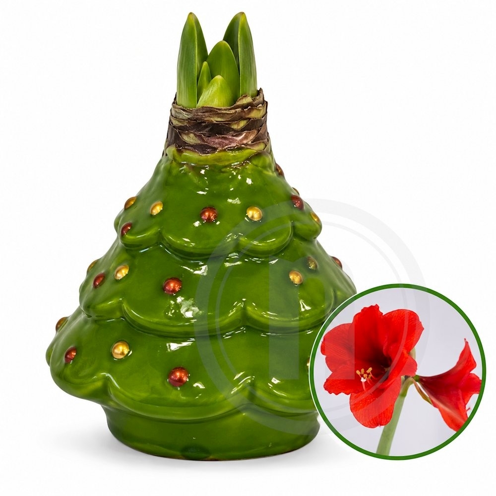 Souvereign amaryllis-løg Christmas Tree