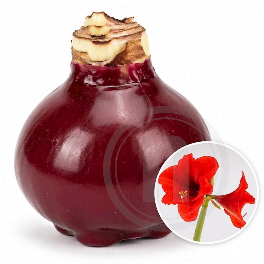 Amaryllis-løg med Bordeaux Voks 'Souvereign'
