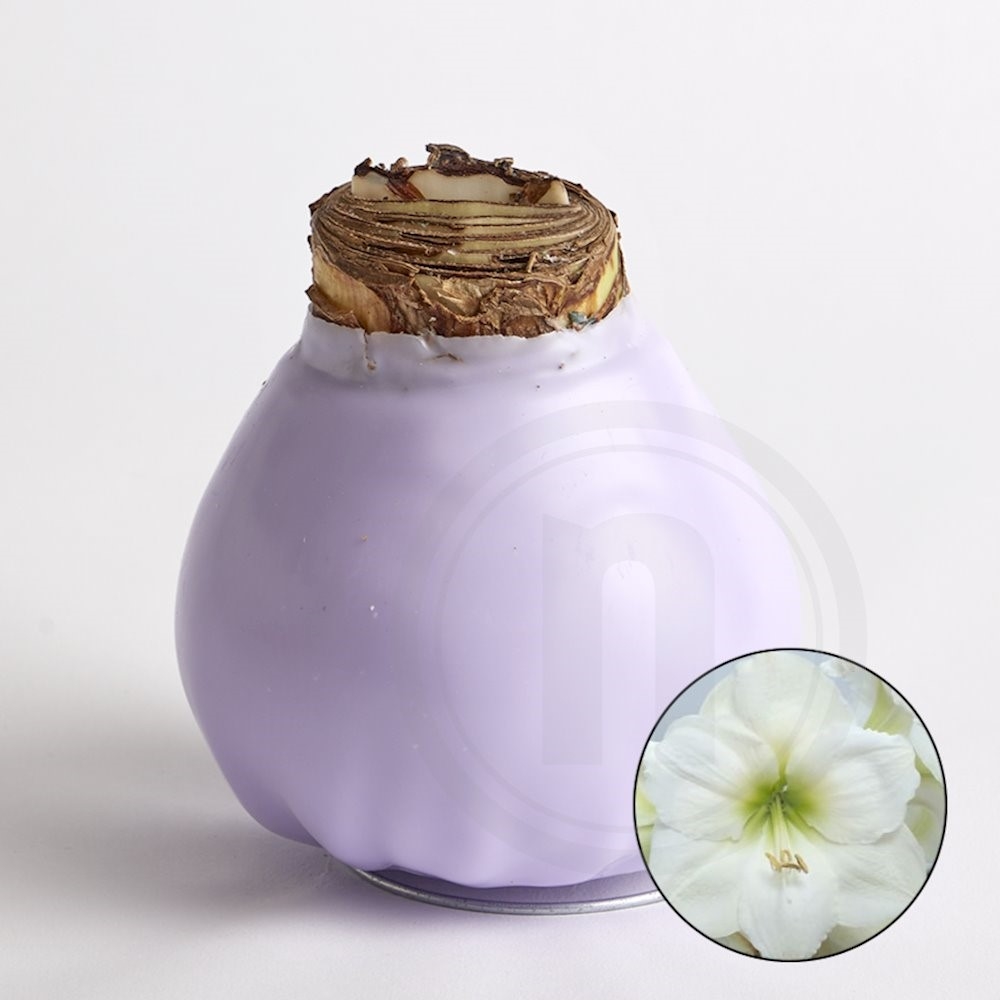White Candle Amaryllis-løg m/voks