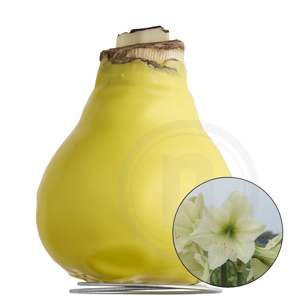 Luna Amaryllis-løg m/voks 1 stk