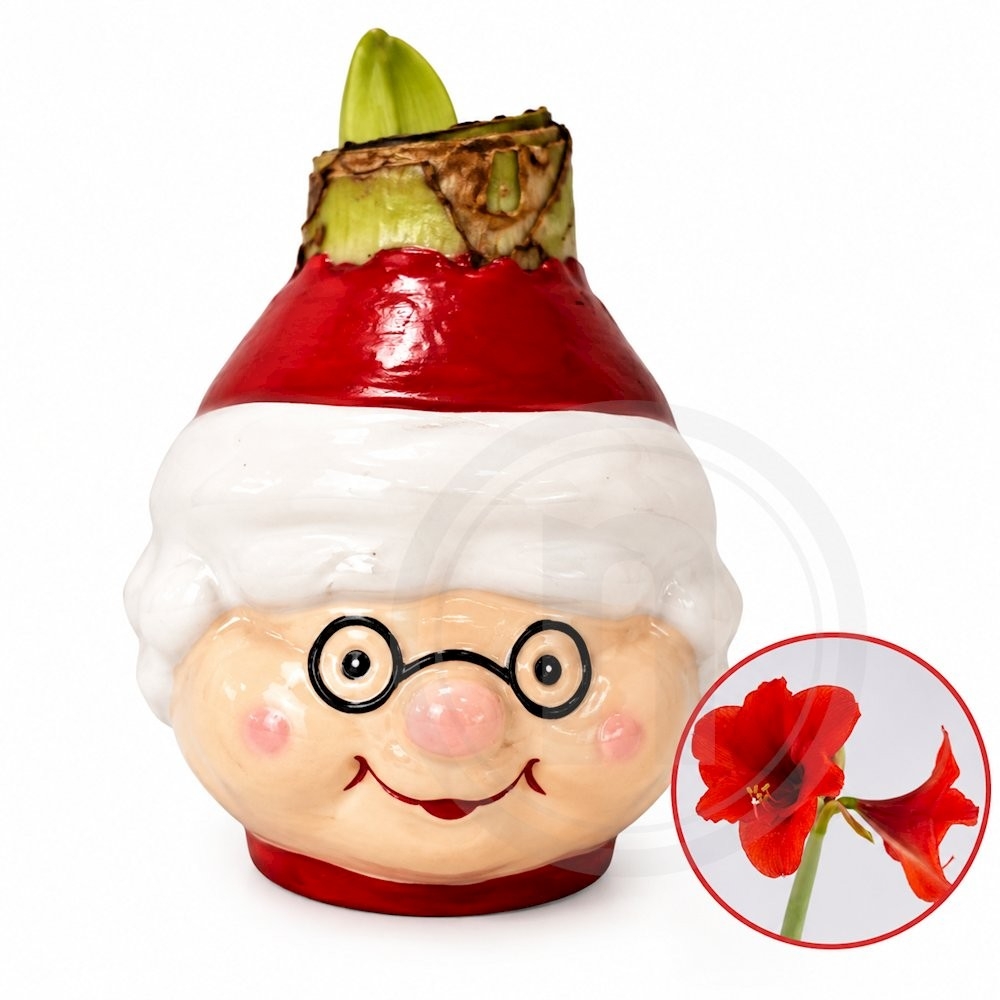 Souvereign amaryllis-løg Mrs. Claus