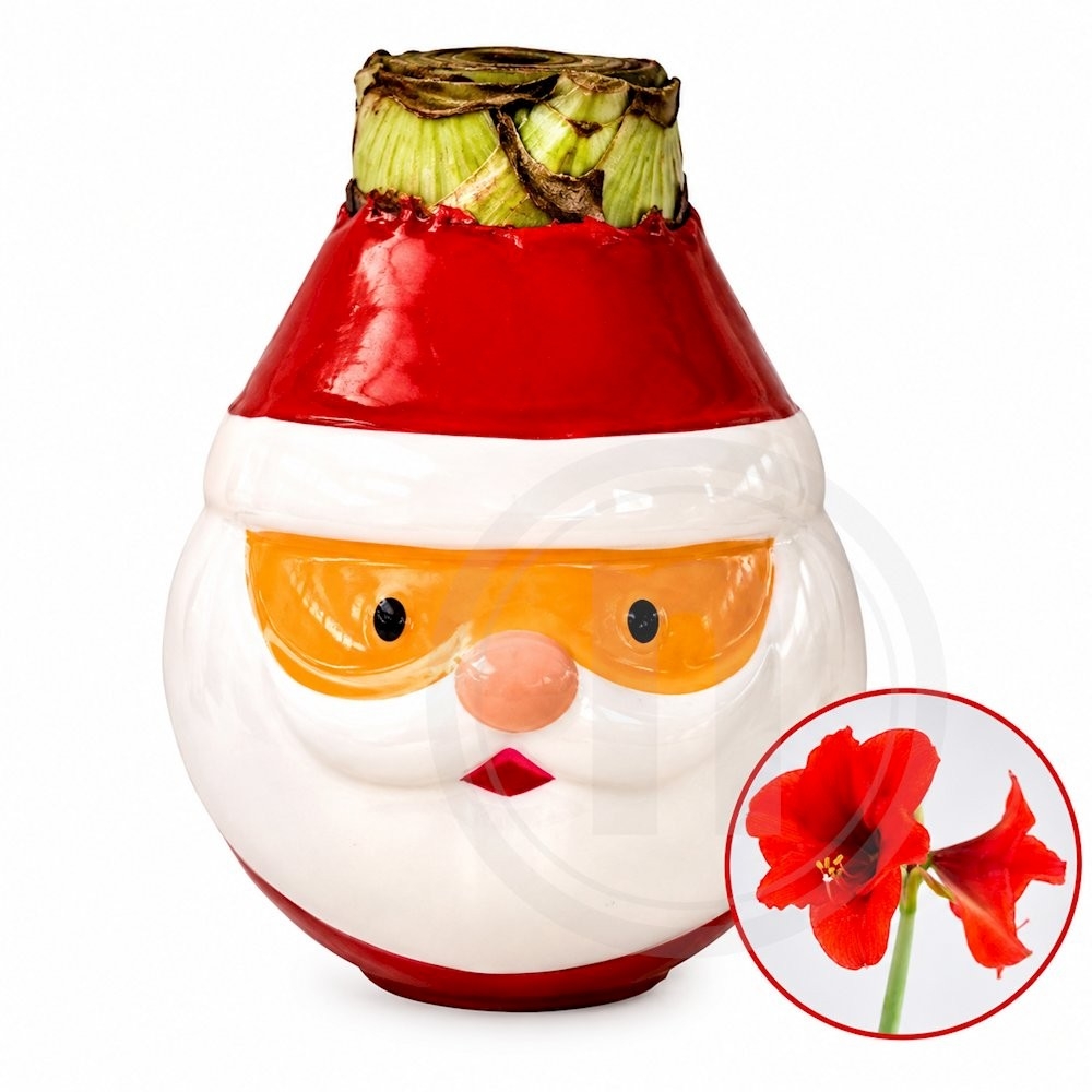 Souvereign amaryllis-løg Santa