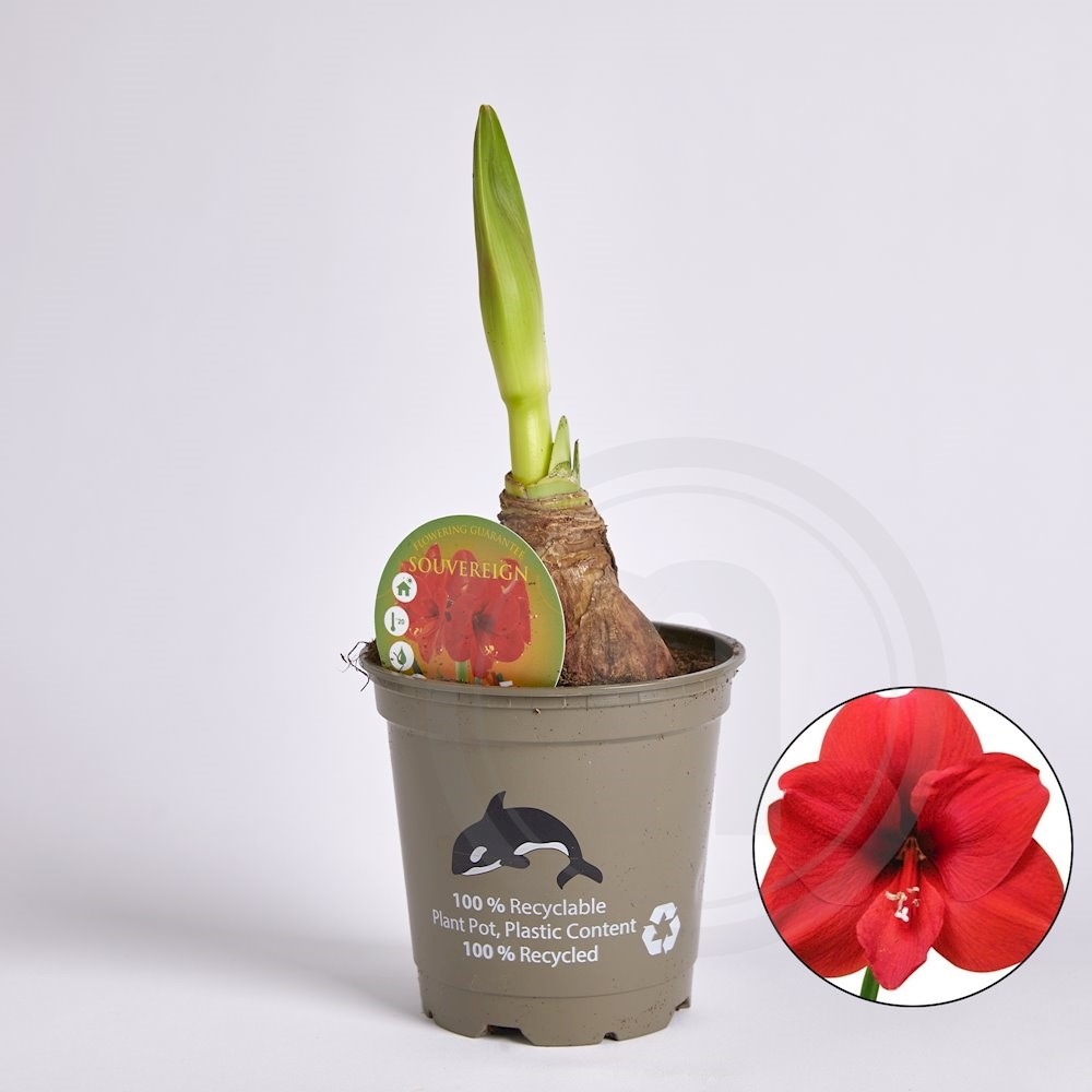 Amaryllis Souvereign
