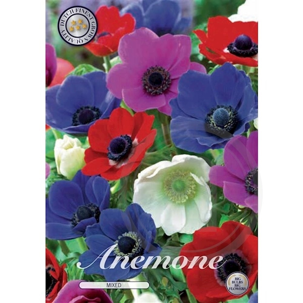 Anemone De Caen mix Blomsterløg .