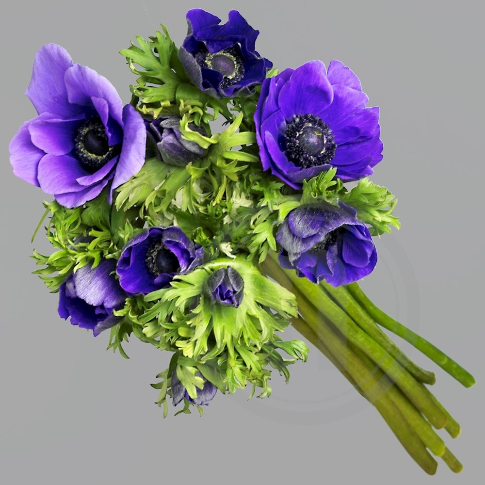 Anemoner Blå 10 stilke 1 bdt