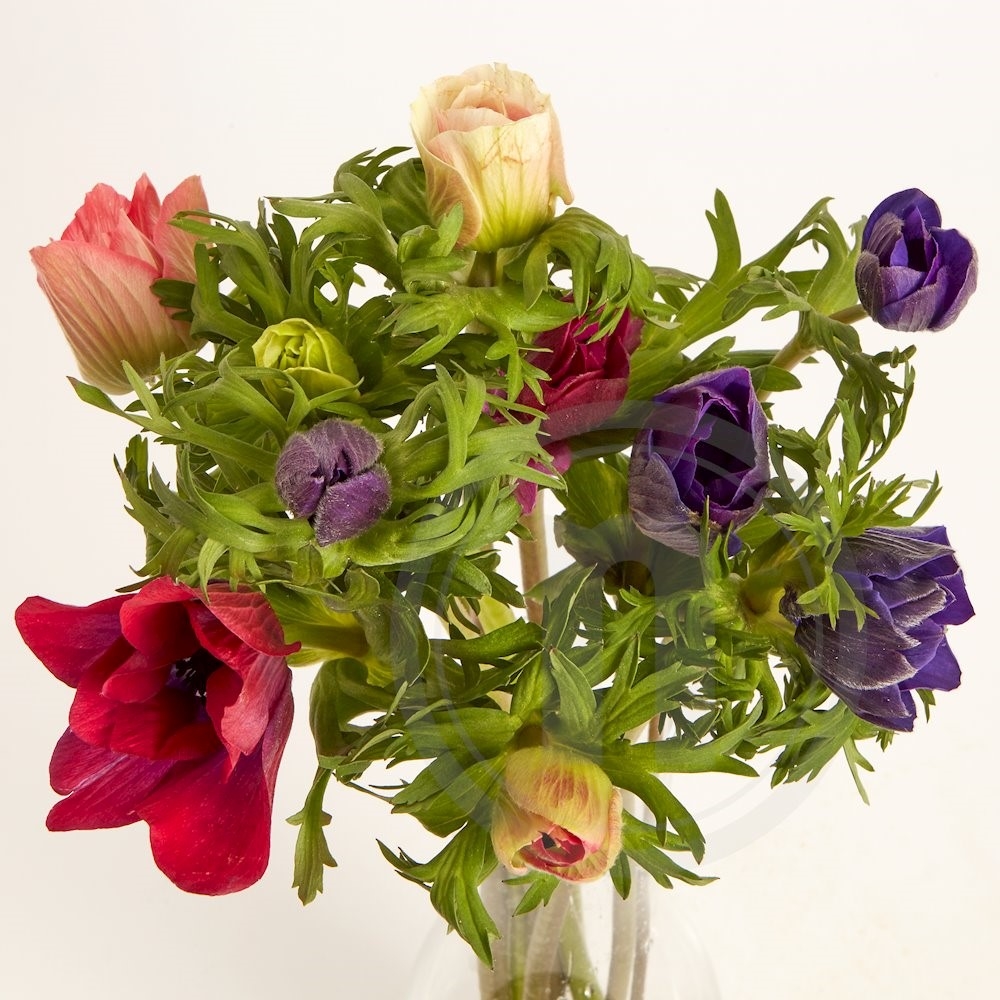 Anemoner Buket Mix 10 stilke