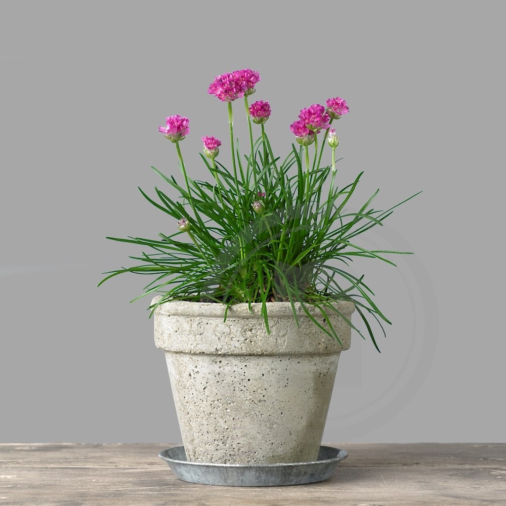 Armeria - Engelsk græs