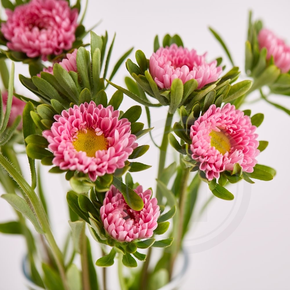 Asters Lyserød 10 stilke