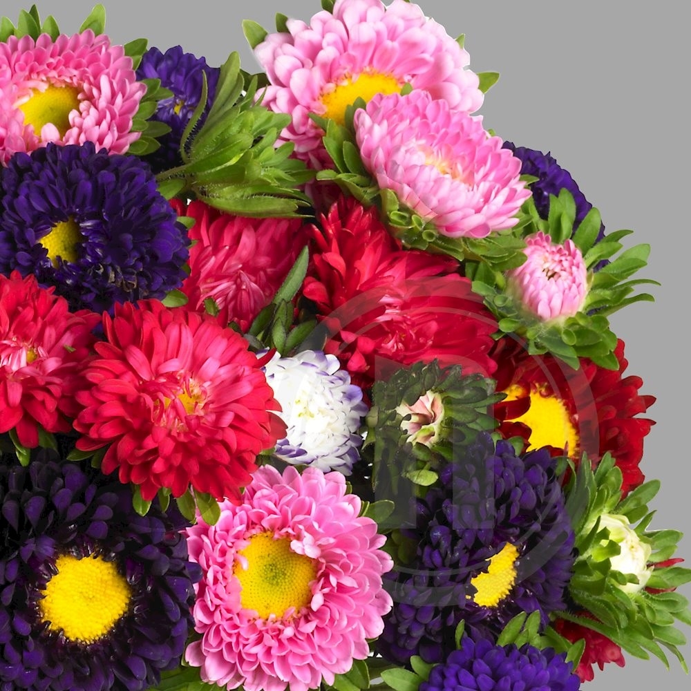 Asters Mix Buket