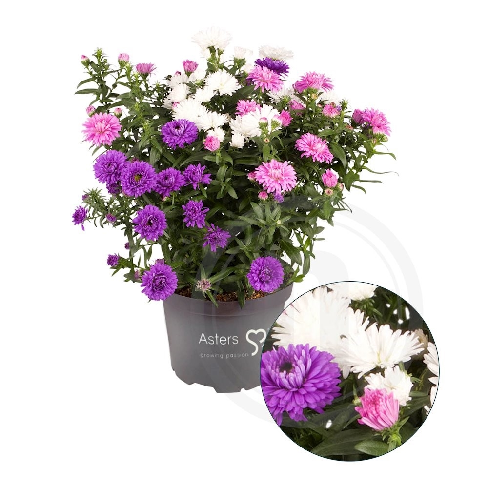 Asters Victoria Tricolore