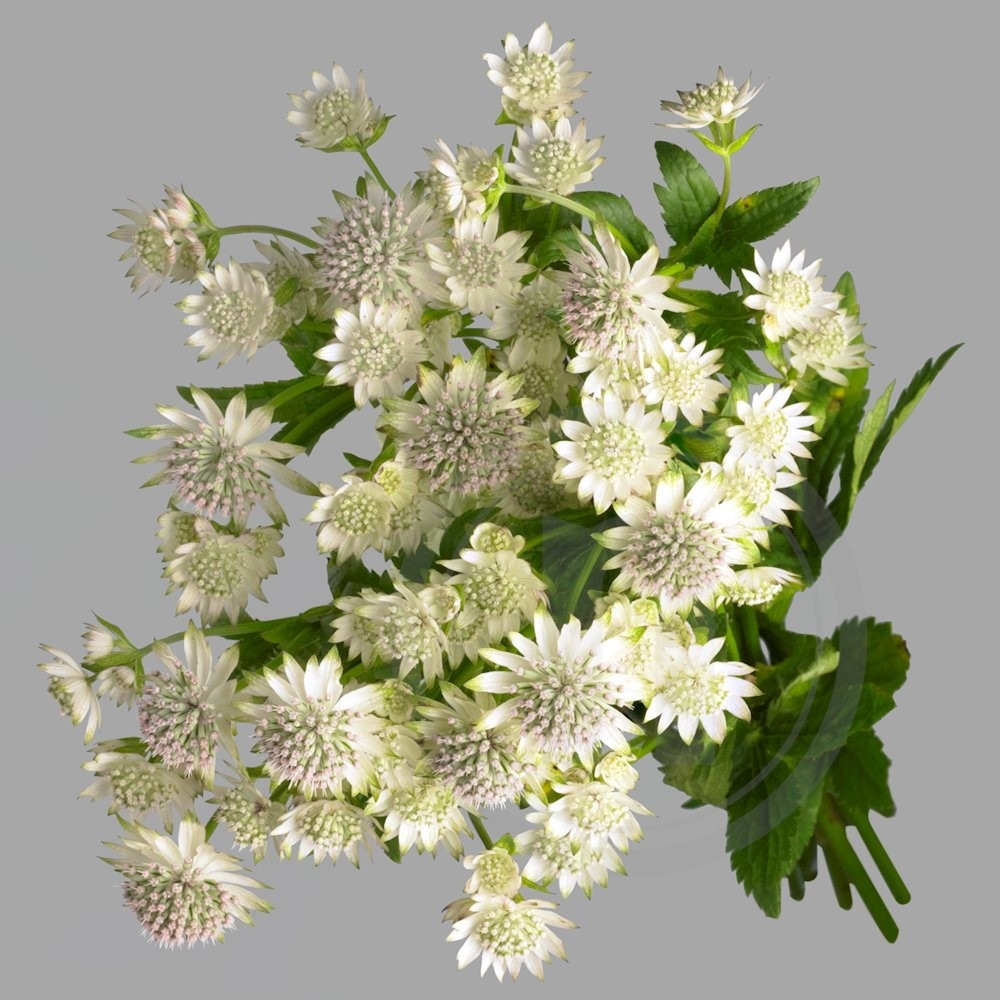Astrantia hvid 1 bdt.