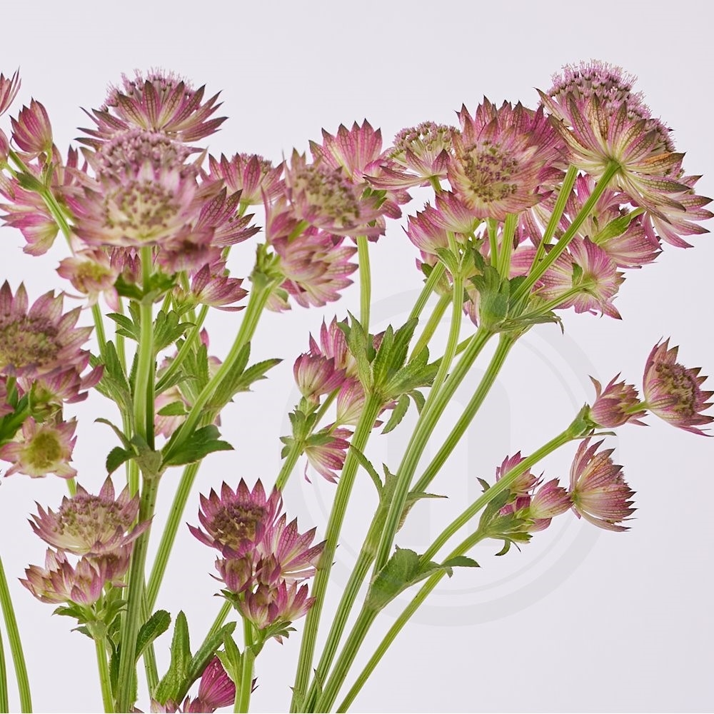Astrantia Buket Pink 10 Stilke
