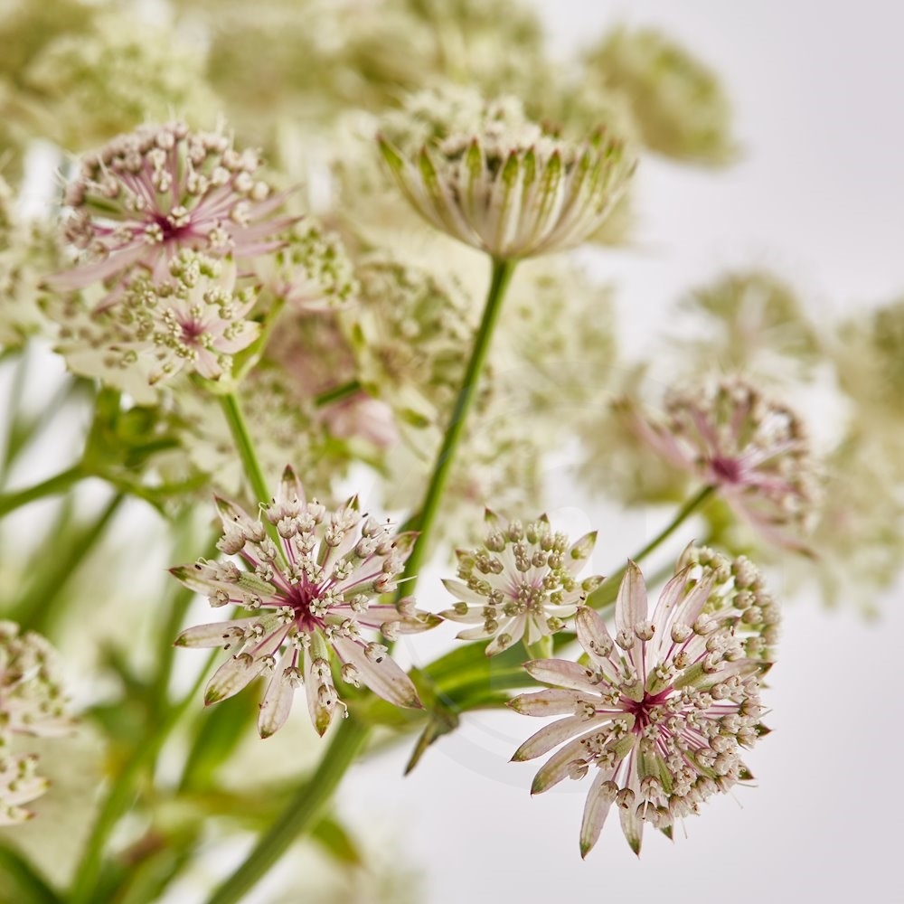 Astrantia bdt. rosa