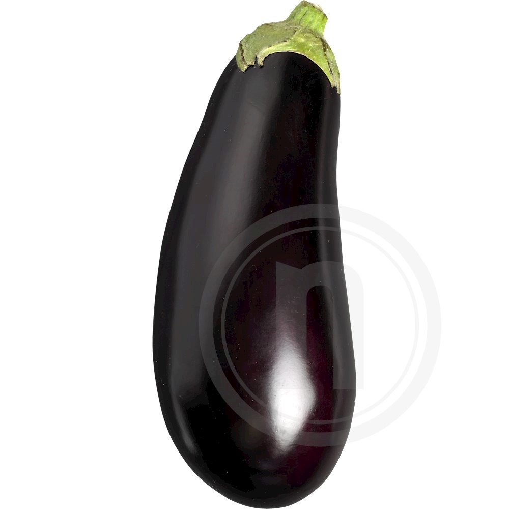 Aubergine lille øko.
