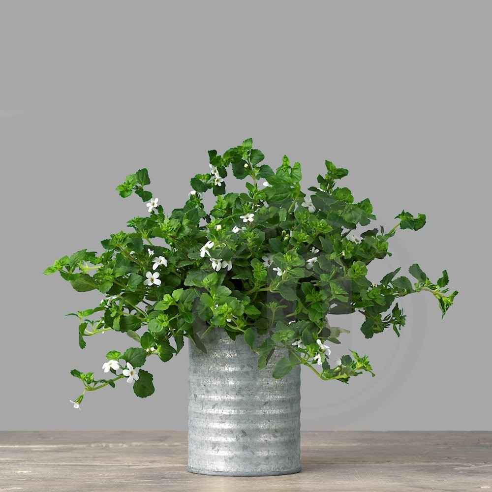 Bacopa (Snowflake)