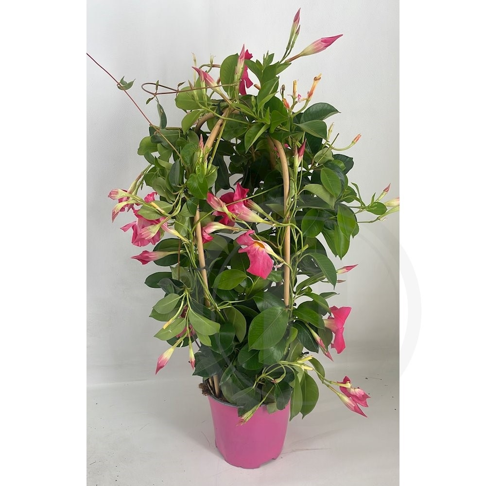 Bærgerranke Mandevilla