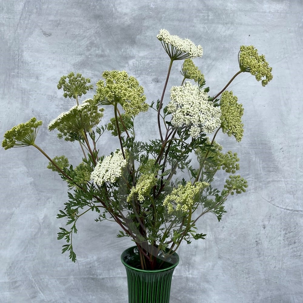 Brede Havekiosk Baltisk persille økologisk 1 bdt.