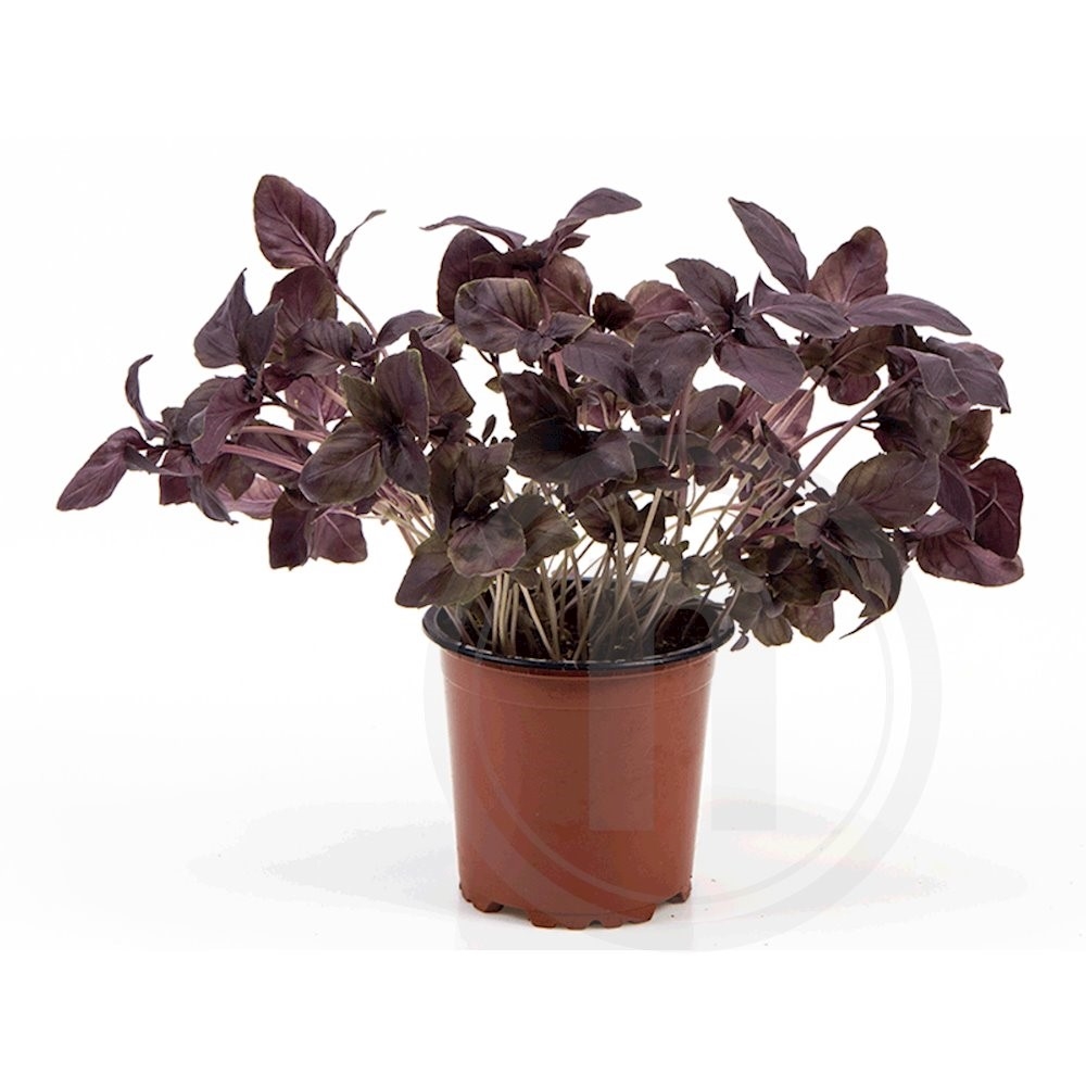 Basilikum Grøn Økologisk