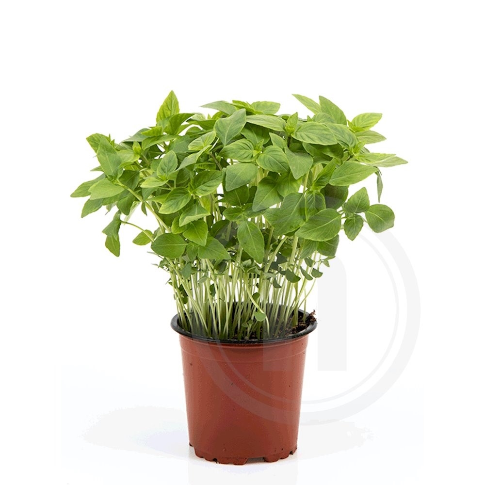 Basilikum Thai øko.