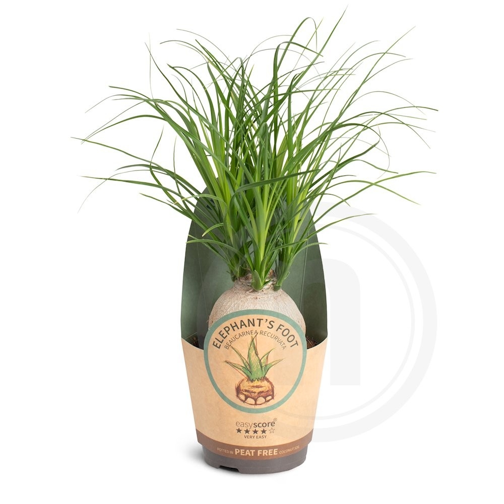 Beaucarnea "Nolina"
