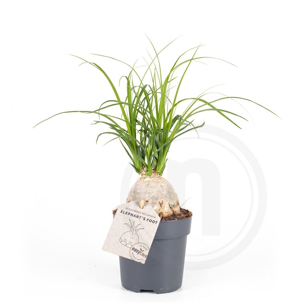 Beaucarnea "Nolina"