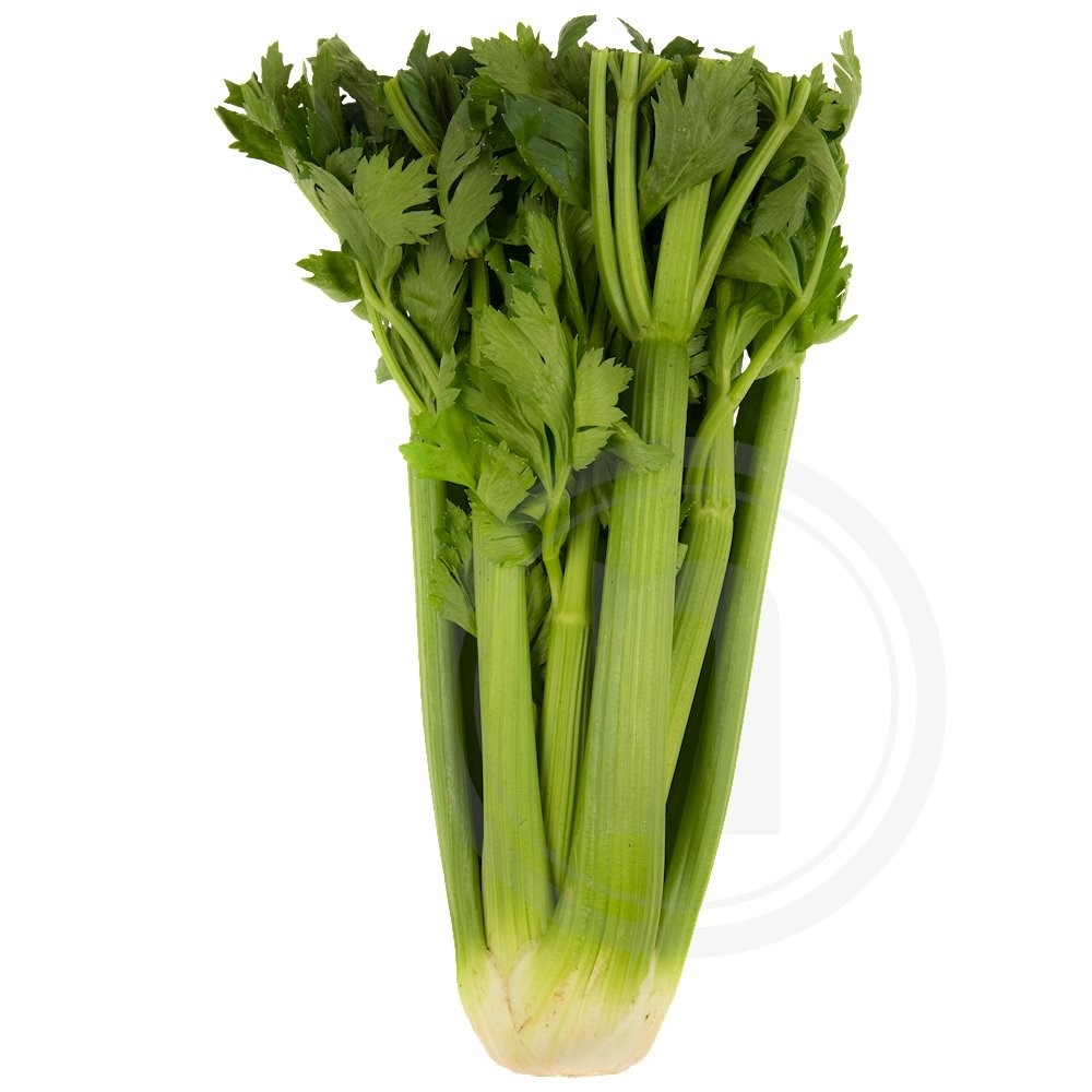 Blegselleri økologisk 1 bdt ca.