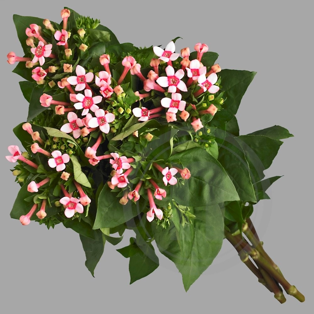 Bouvardia buket lyserød