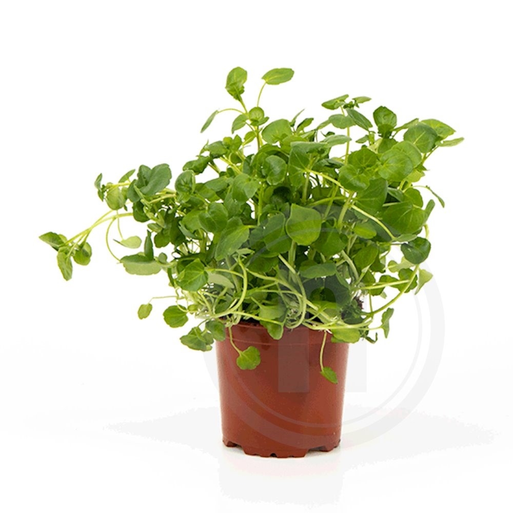 Brøndkarse økologisk