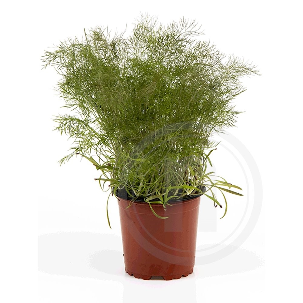 Fennikel Bronze Økologisk Danmark .