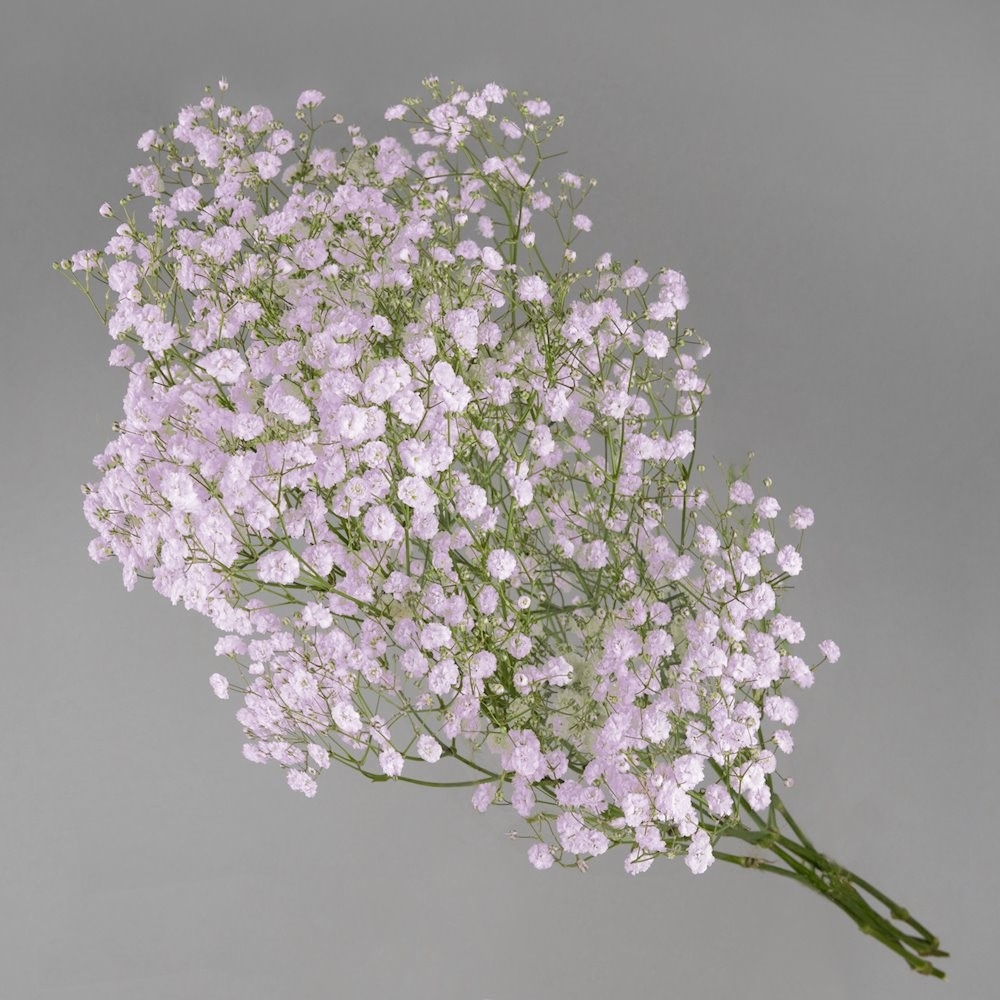 Brudeslør Pink 1 bdt