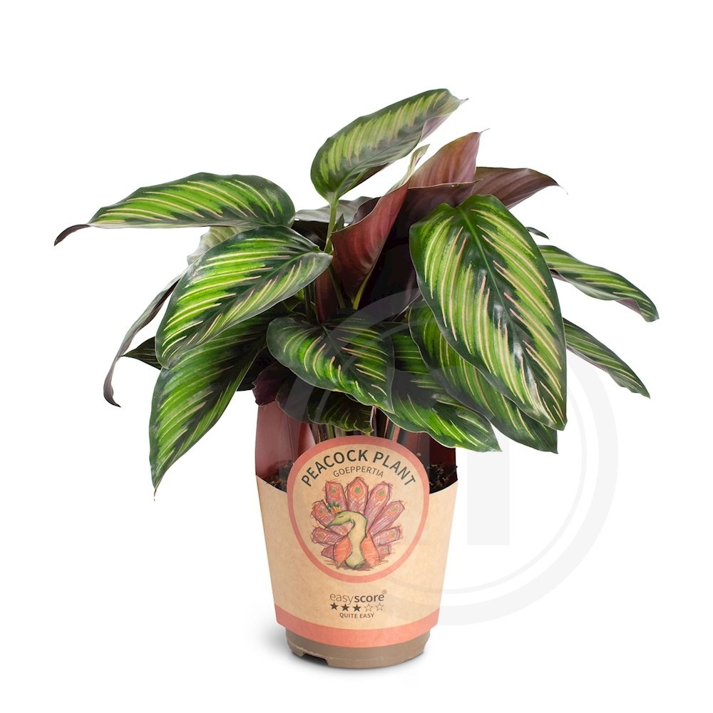 Calathea "Beauty Star"