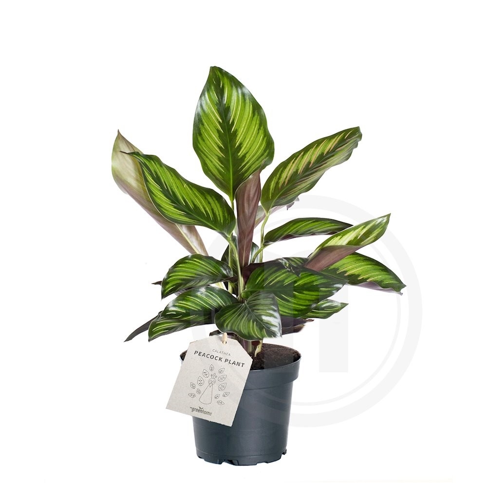 Calathea "Beauty Star"