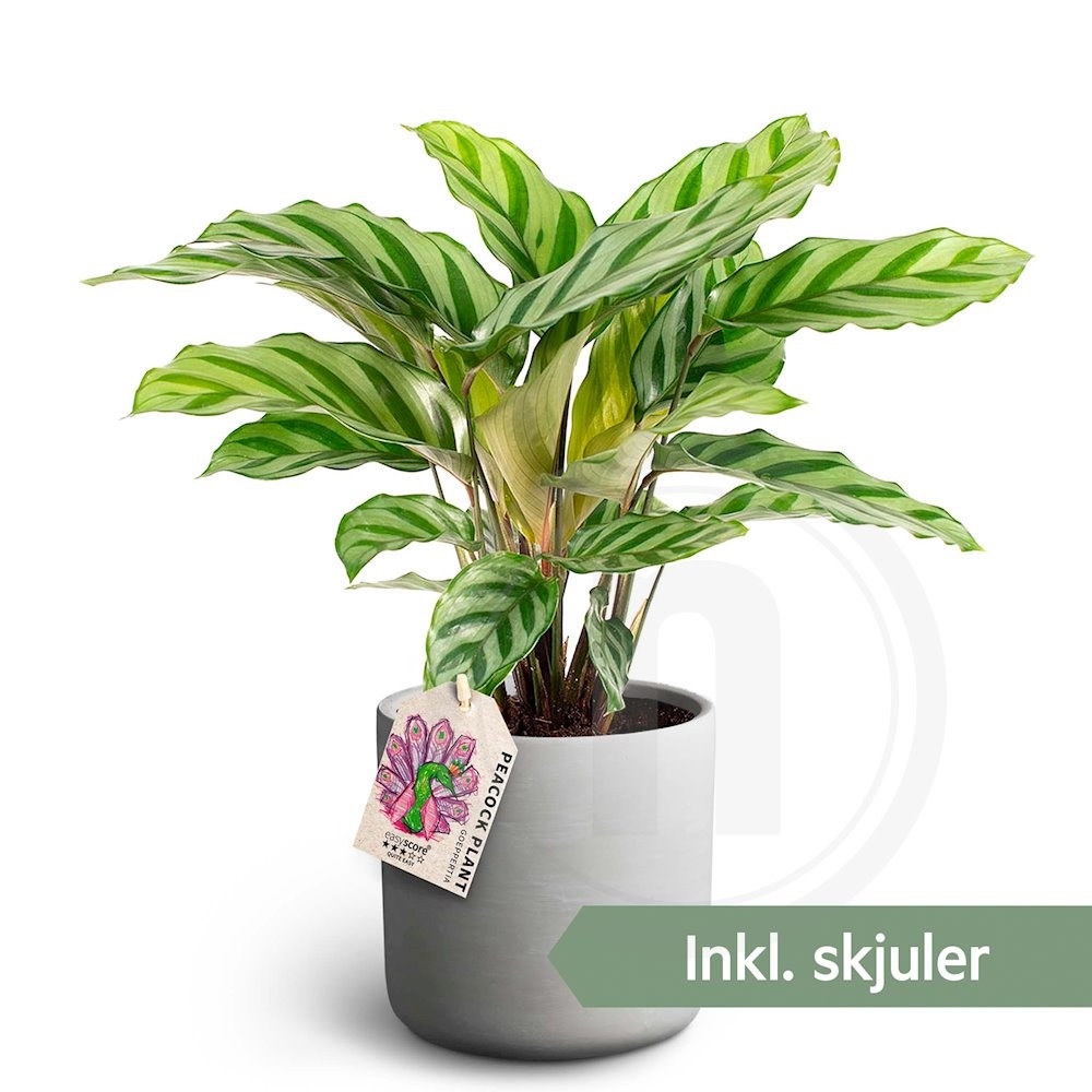 Calathea Freddy i Raw skjuler