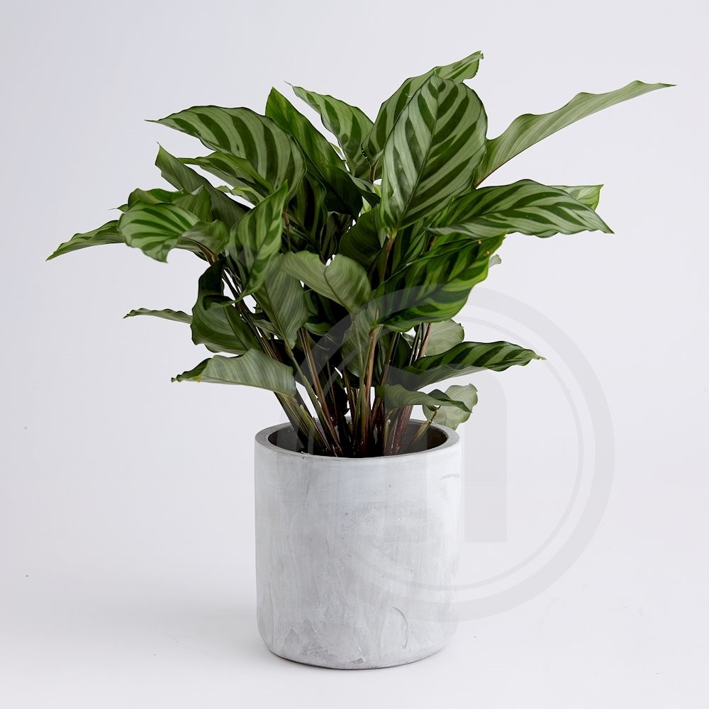 Calathea Freddy