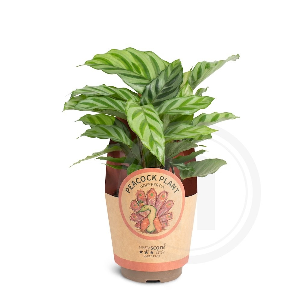 Calathea "Freddy"