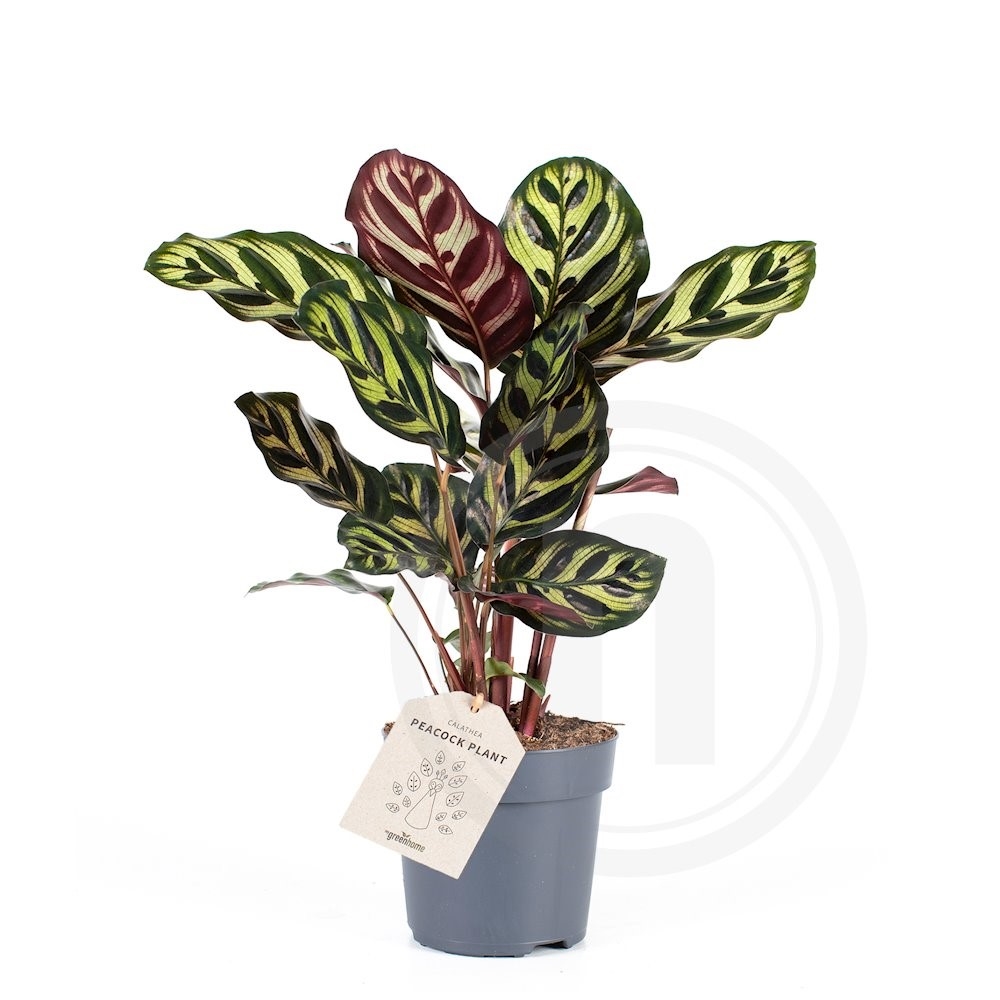 Calathea Makoyana 30 cm høj 11 cm potte