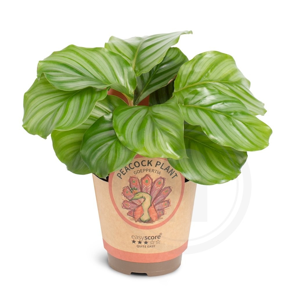 Calathea Orbifolia