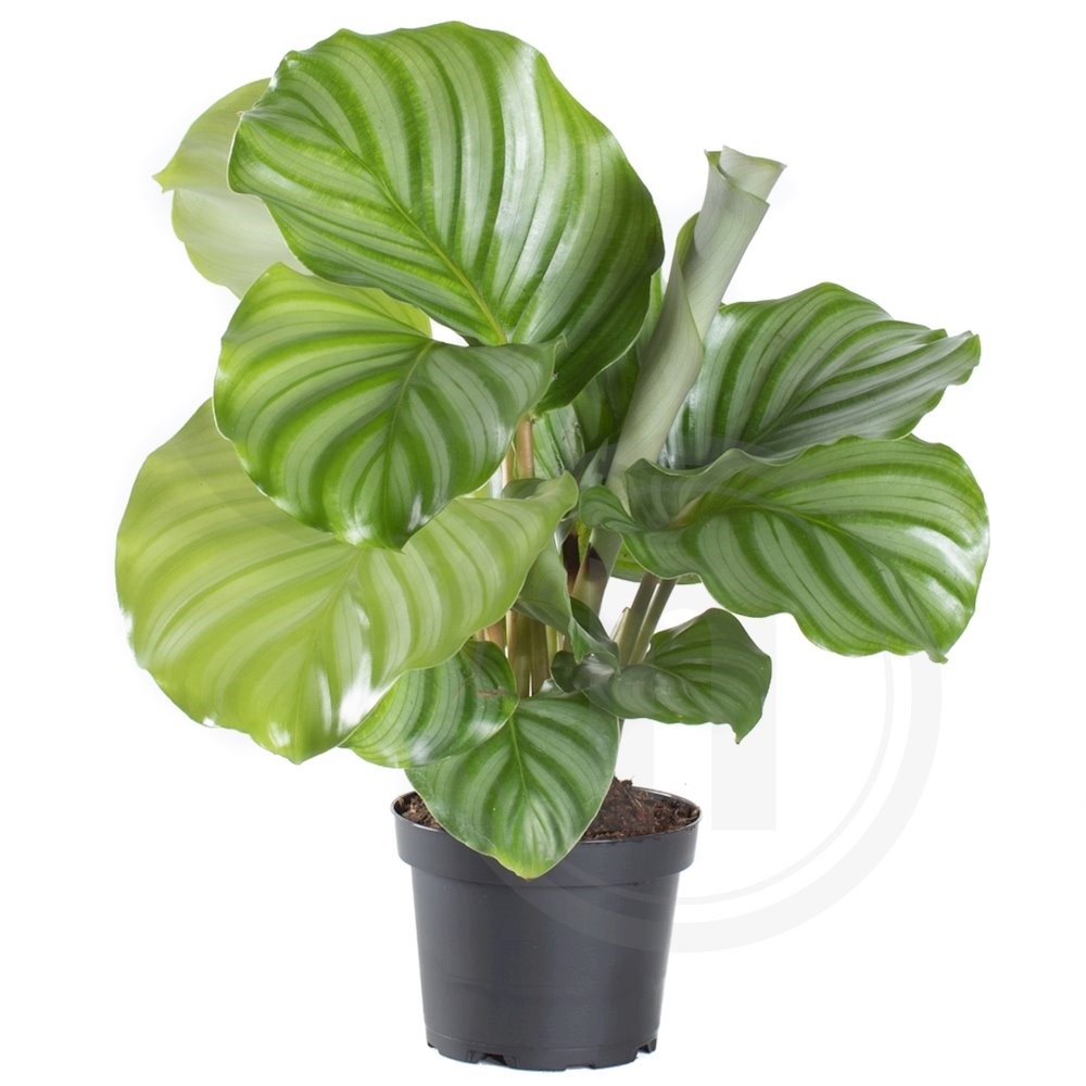 Calathea Orbifolia ca. 30 cm