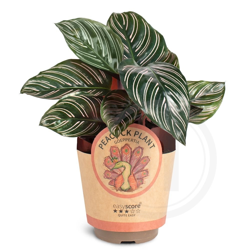 Calathea ornata "Sanderiana"