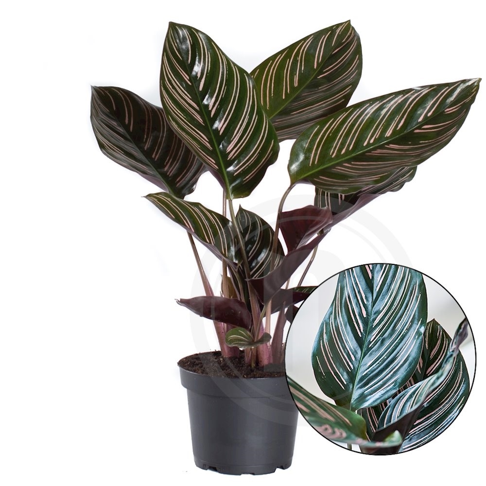 Calathea ornata Sanderiana