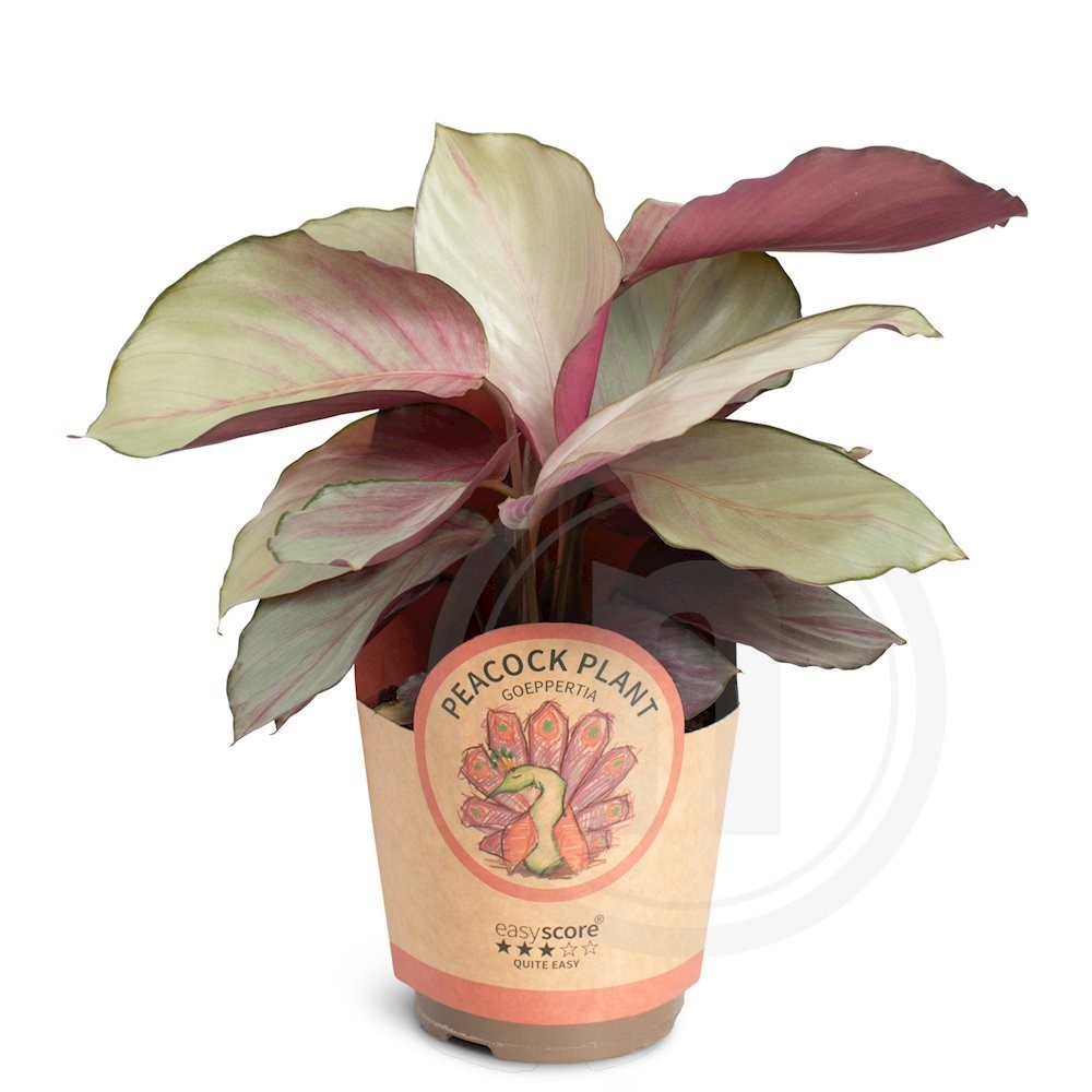 Calathea "Silver Plate"