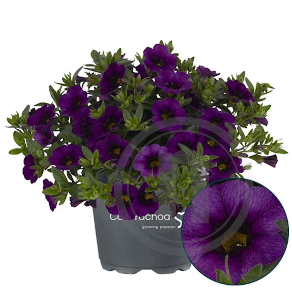 Calibrachoa "Aloha Blue"