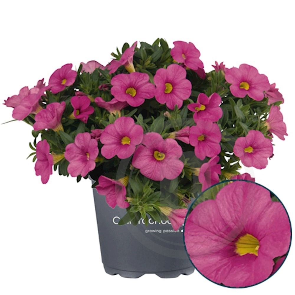 Calibrachoa "Aloha Pink"